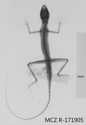Media type: image;   Herpetology R-171905 Aspect: dorsoventral x-ray